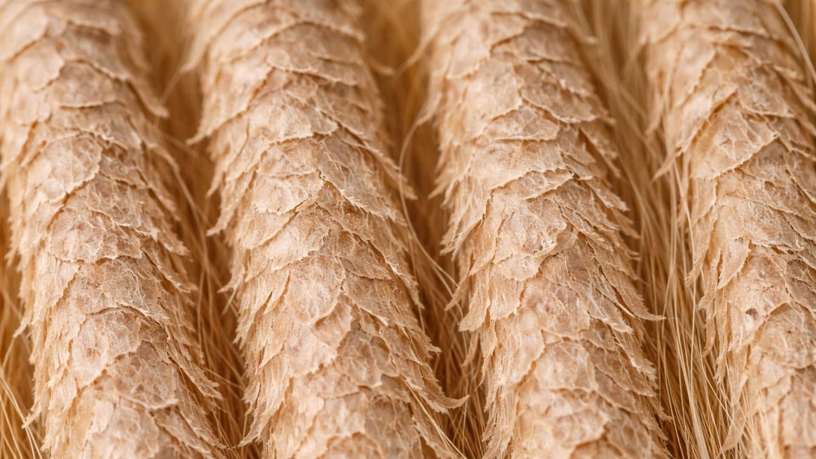 aufgeraute schuppenschicht